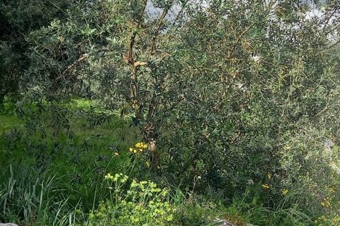 Terra a Fatima, Santarem, Fatima - € 40.000 | Ref: UH-6635 - foto 6