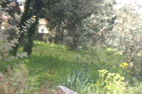 Terra a Fatima, Santarem, Fatima - € 40.000 | Ref: UH-6635 - foto 7