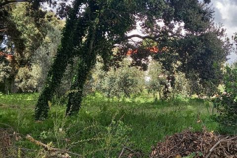 Terra a Fatima, Santarem, Fatima - € 40.000 | Ref: UH-6635 - foto 8