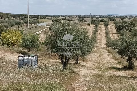 Farm hus i Alandroal, Evora, Alandroal - € 425.000 | Ref: 1692022EM - foto 9