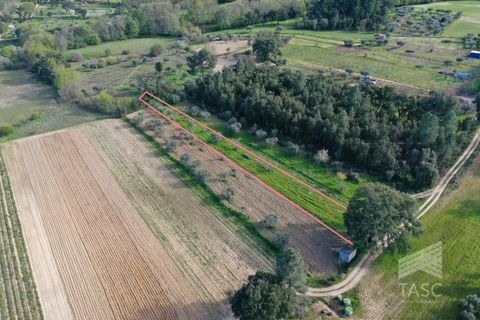 Helårsgrund i Fundao, Castelo Branco, Fundao - € 5.000 | Ref: TER_775 - foto 7