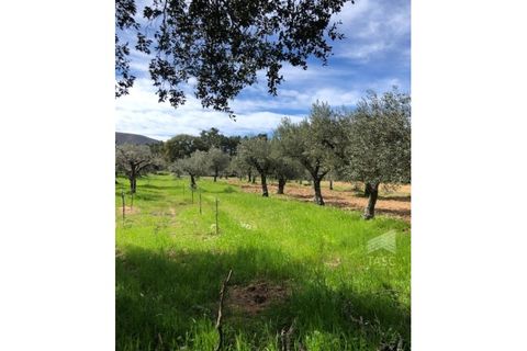 Helårsgrund i Fundao, Castelo Branco, Fundao - € 5.000 | Ref: TER_775 - foto 8