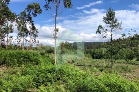 Terra a Barcelos, Braga, Barcelos - € 60.000 | Ref: 1781. - foto 11