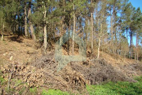 Terra a Barcelos, Braga, Barcelos - € 60.000 | Ref: 1781. - foto 35
