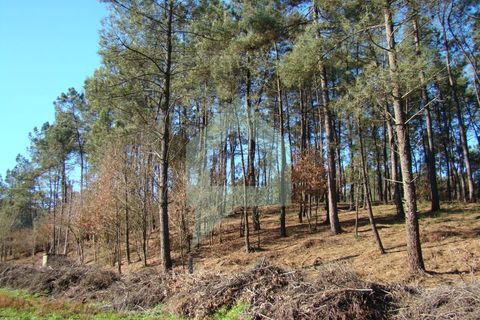 Terra a Barcelos, Braga, Barcelos - € 60.000 | Ref: 1781. - foto 39