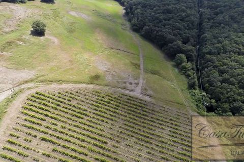 Villa a Lajatico, Pisa, Lajatico - € 1.800.000 | Ref: v4793v-x - foto 9