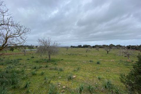 Helårsgrund i Manacor, Mallorca - foto 1