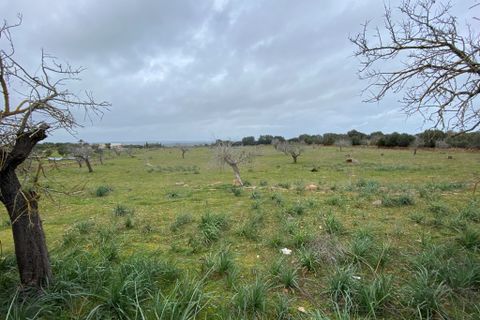 Helårsgrund i Manacor, Mallorca - foto 3