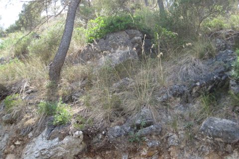 Helårsgrund i Capdepera, Mallorca, Capdepera - € 170.000 | Ref: 35710G - foto 7