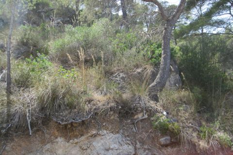 Helårsgrund i Capdepera, Mallorca, Capdepera - € 170.000 | Ref: 35710G - foto 9