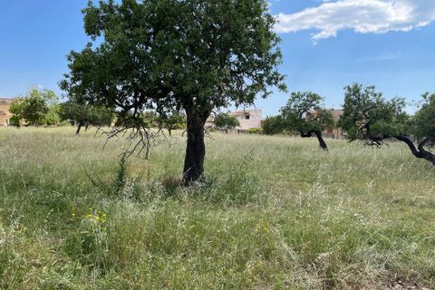 Helårsgrund i Consell, Mallorca, Consell - € 1.275.000 | Ref: 74272 - foto 3