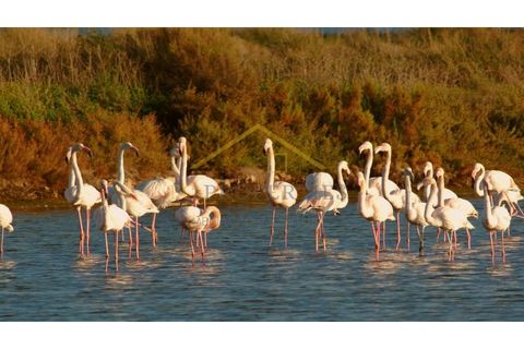 Helårsgrund i Moncarapacho, Faro, Moncarapacho - € 195.000 | Ref: TER_PER - foto 13