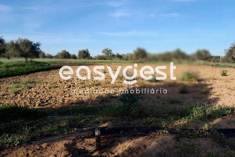 Helårsgrund i Beja, Beja, Beja - € 415.000 | Ref: BJ88375 - foto 32