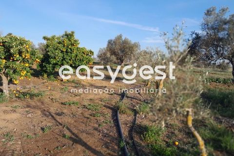 Helårsgrund i Beja, Beja, Beja - € 415.000 | Ref: BJ88375 - foto 38