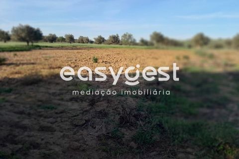 Helårsgrund i Beja, Beja, Beja - € 415.000 | Ref: BJ88375 - foto 41