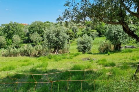 Helårsgrund i Tomar, Santarem, Tomar - € 75.000 | Ref: 22232-MB - foto 17