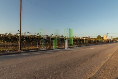 Helårsgrund i Cantanhede, Coimbra, Cantanhede - € 50.000 | Ref: CNTVS 3773 - foto 6