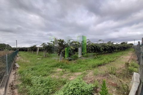 Helårsgrund i Cantanhede, Coimbra, Cantanhede - € 50.000 | Ref: CNTVS 3773 - foto 10