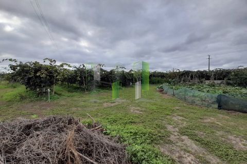 Helårsgrund i Cantanhede, Coimbra, Cantanhede - € 50.000 | Ref: CNTVS 3773 - foto 11