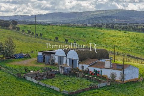 Granja a Sousel, Portalegre, Sousel - € 219.000 | Ref: 642-2 - foto 28