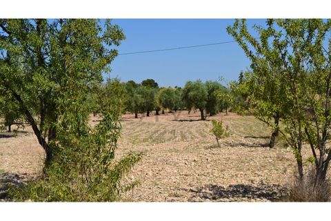 Farm i Monovar, Alicante, Monovar - € 370.000 | Ref: DNV0226 - foto 16