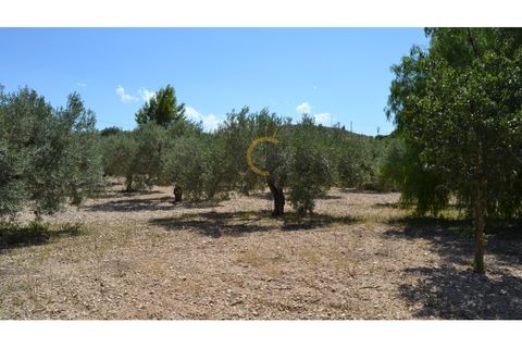 Farm i Monovar, Alicante, Monovar - € 370.000 | Ref: DNV0226 - foto 13
