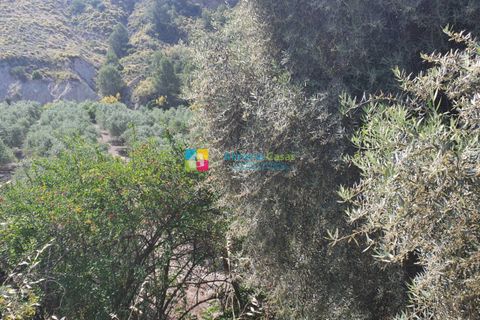 Landejendom i Arboleas, Almeria, Arboleas - € 145.000 | Ref: 2048 - foto 42