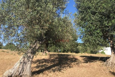 Landejendom i Cisternino, Brindisi, Cisternino - € 420.000 | Ref: 174 - foto 18