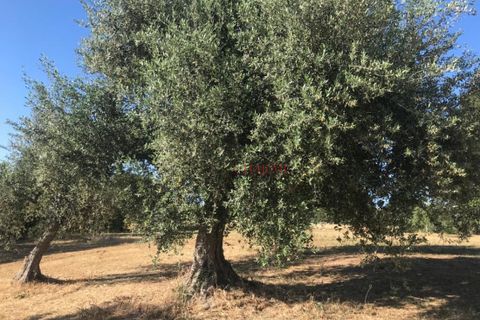 Landejendom i Cisternino, Brindisi, Cisternino - € 420.000 | Ref: 174 - foto 15