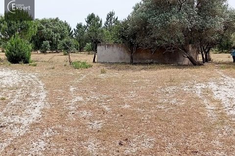 Terra a Torrao, Setubal, Torrao - € 200.000 | Ref: TER_45 - foto 7