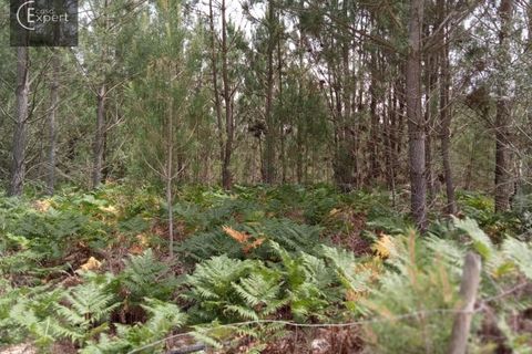 Terra a Torrao, Setubal, Torrao - € 200.000 | Ref: TER_45 - foto 8