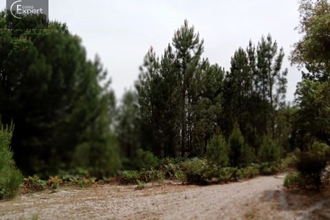 Terra a Torrao, Setubal, Torrao - € 200.000 | Ref: TER_45 - foto 9