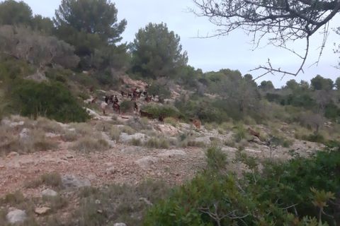 Landejendom i Arta, Mallorca, Arta - € 1.650.000 | Ref: 1196S - foto 13