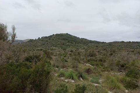 Landejendom i Arta, Mallorca, Arta - € 1.650.000 | Ref: 1196S - foto 15