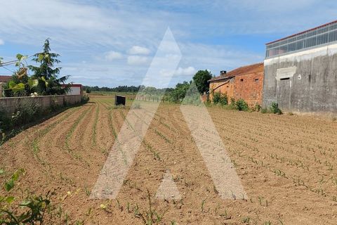 Terra a Branca, Aveiro, Branca - € 40.000 | Ref: 1060691/22 AL - foto 5