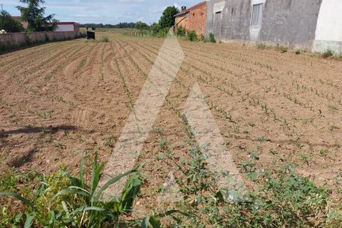 Terra a Branca, Aveiro, Branca - € 40.000 | Ref: 1060691/22 AL - foto 6