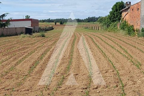 Terra a Branca, Aveiro, Branca - € 40.000 | Ref: 1060691/22 AL - foto 7