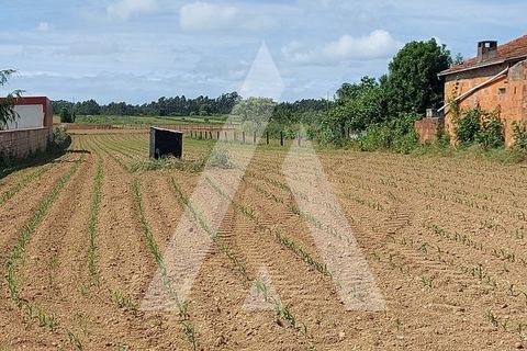 Terra a Branca, Aveiro, Branca - € 40.000 | Ref: 1060691/22 AL - foto 8