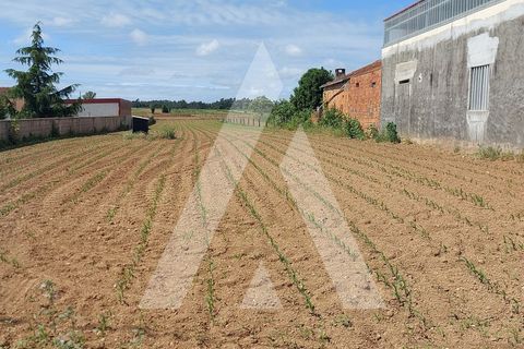Terra a Branca, Aveiro, Branca - € 40.000 | Ref: 1060691/22 AL - foto 9
