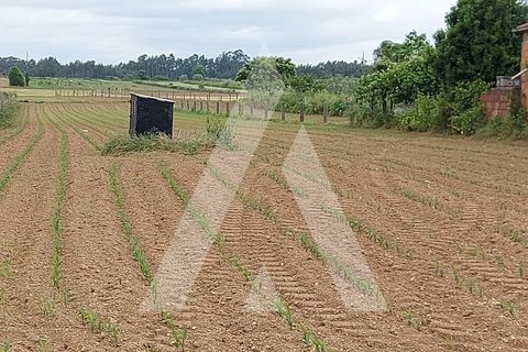 Terra a Branca, Aveiro, Branca - € 40.000 | Ref: 1060691/22 AL - foto 12
