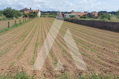 Terra a Branca, Aveiro, Branca - € 40.000 | Ref: 1060691/22 AL - foto 13