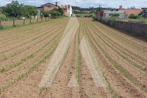 Terra a Branca, Aveiro, Branca - € 40.000 | Ref: 1060691/22 AL - foto 14