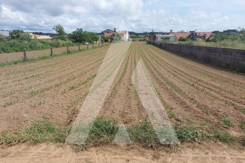 Terra a Branca, Aveiro, Branca - € 40.000 | Ref: 1060691/22 AL - foto 15