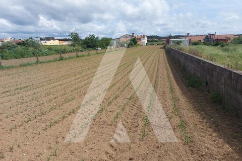 Terra a Branca, Aveiro, Branca - € 40.000 | Ref: 1060691/22 AL - foto 16