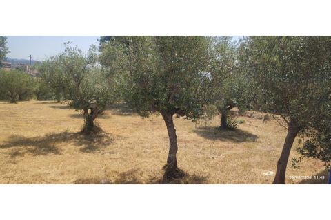 Helårsgrund i Ourem, Santarem, Ourem - € 29.000 | Ref: UH-4768 - foto 4