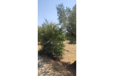 Helårsgrund i Ourem, Santarem, Ourem - € 29.000 | Ref: UH-4768 - foto 9