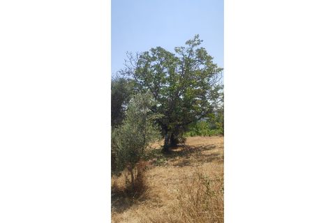 Helårsgrund i Ourem, Santarem, Ourem - € 29.000 | Ref: UH-4768 - foto 12