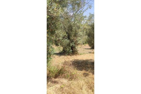 Helårsgrund i Ourem, Santarem, Ourem - € 29.000 | Ref: UH-4768 - foto 13