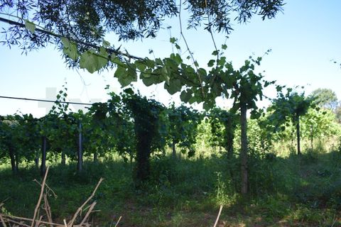 Helårsgrund i Moncao, Viana do Castelo, Moncao - € 1.500.000 | Ref: MNC1283T - foto 4