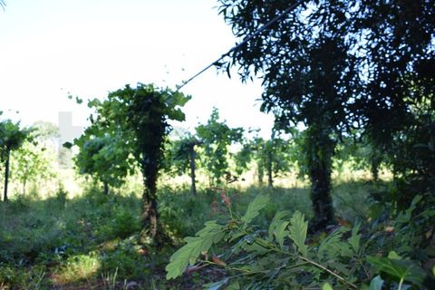Helårsgrund i Moncao, Viana do Castelo, Moncao - € 1.500.000 | Ref: MNC1283T - foto 5